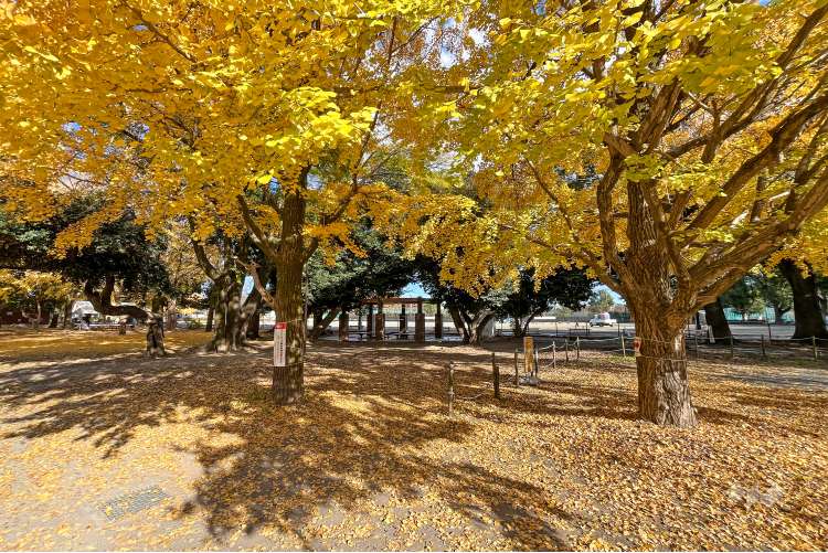 和田堀公園の写真