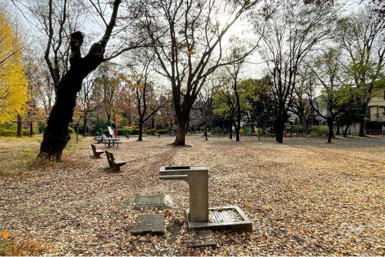 善福寺公園の写真