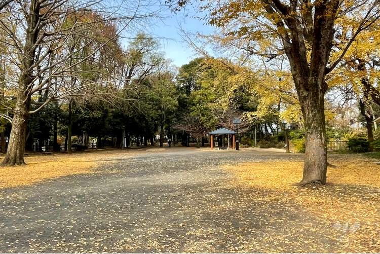 善福寺公園の写真