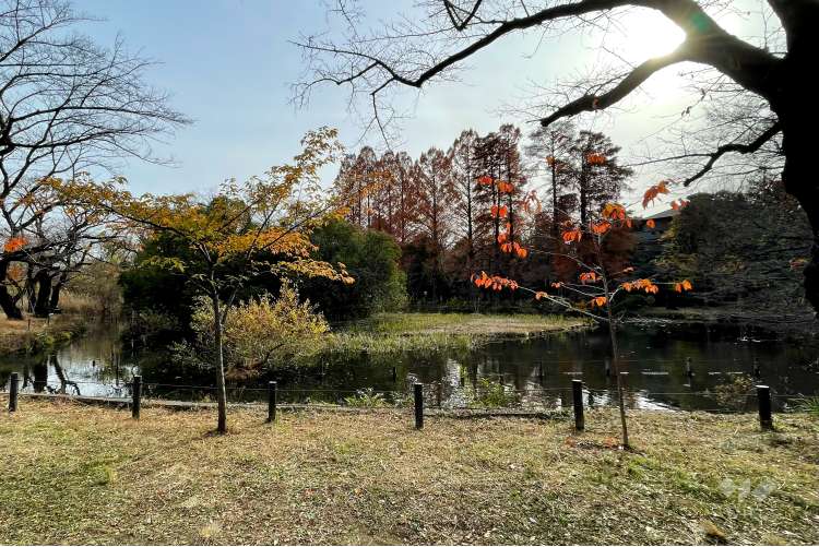 善福寺公園の写真