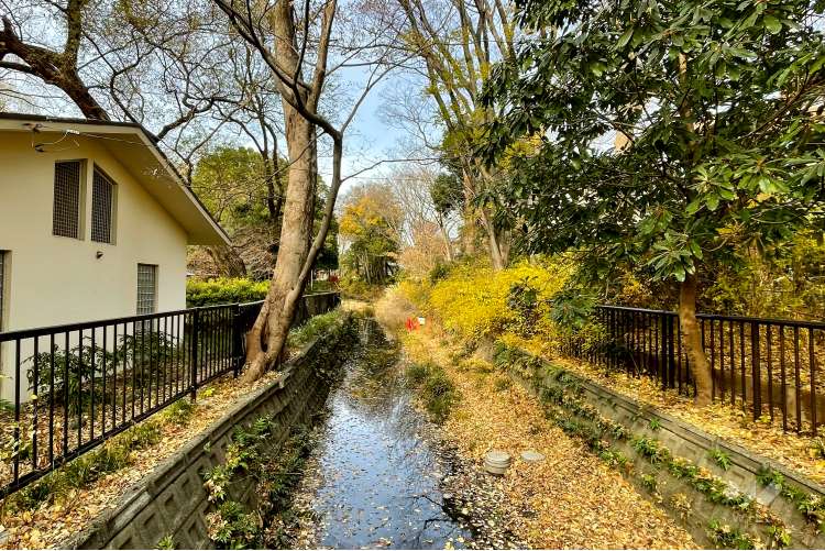 善福寺公園の写真