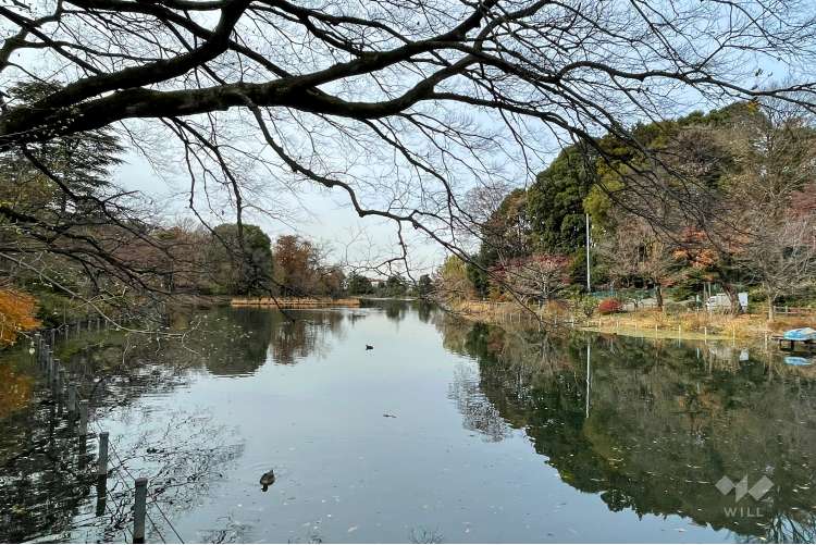 善福寺公園の写真