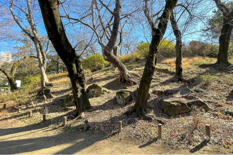 戸山公園（箱根山地区）の写真
