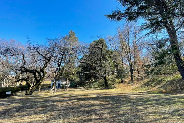 戸山公園（箱根山地区）の写真