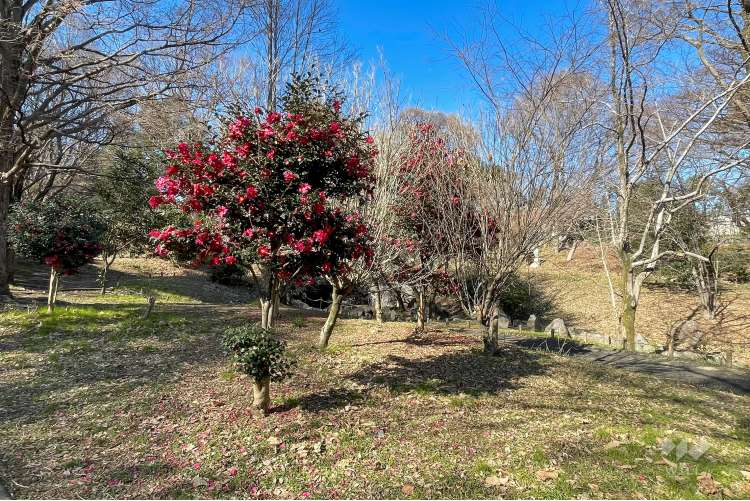 戸山公園（箱根山地区）の写真
