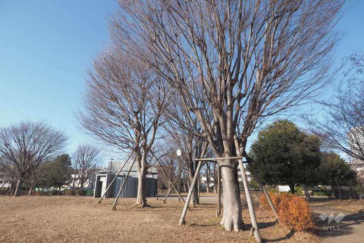 中村かしわ公園の写真