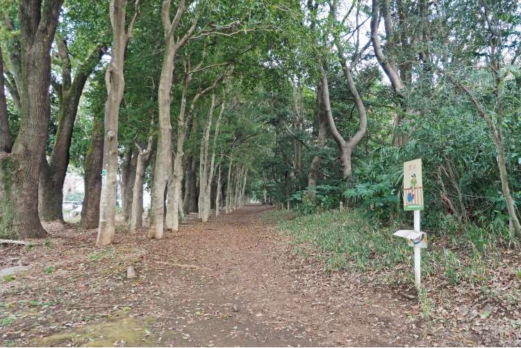 都立光が丘公園の写真