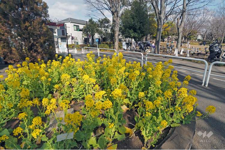 大泉交通公園の写真