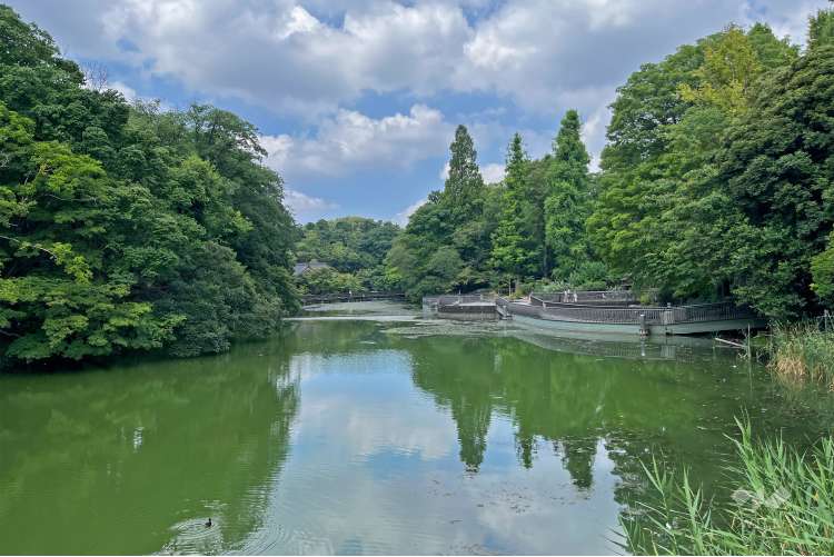 井の頭恩賜公園の写真