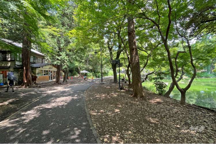 井の頭恩賜公園の写真