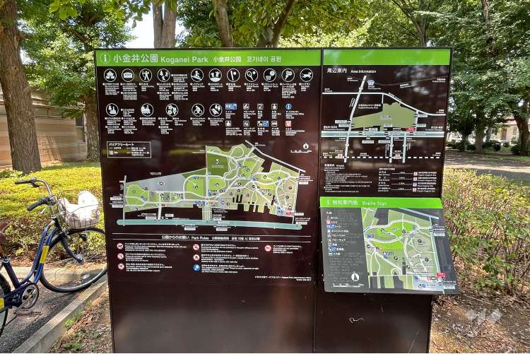 小金井公園の写真