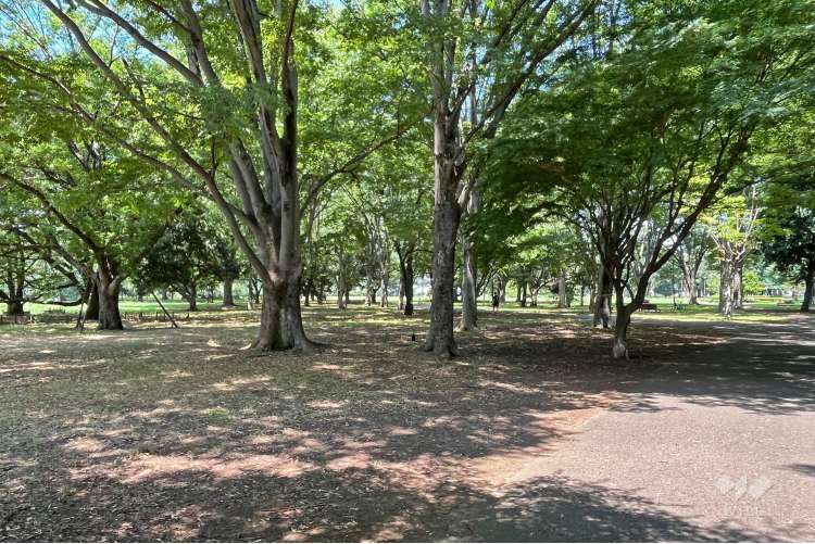 小金井公園の写真