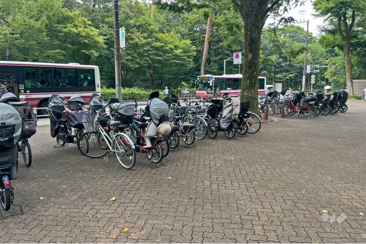 井の頭自然文化園の写真