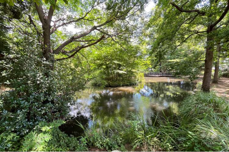丸池公園の写真