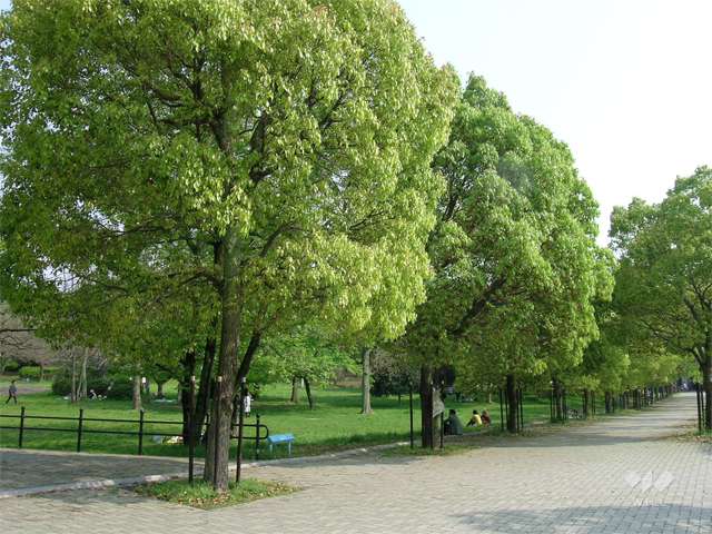 千里中央公園1