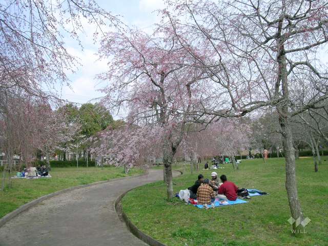 さくら池自然公園1