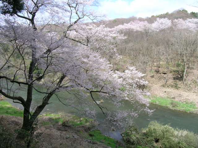 貴重な桜『エドヒガン』の群生地3