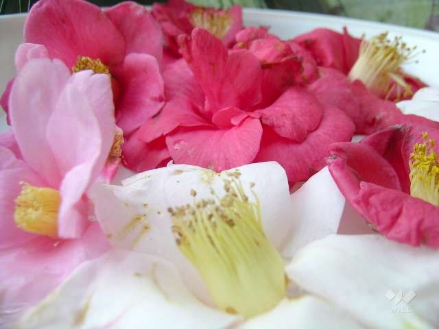 服部緑地　都市緑化植物園3