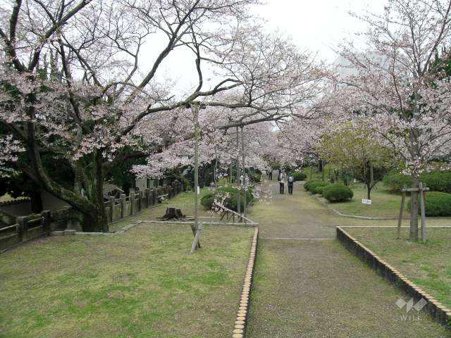 越水浄水場（さくらの通り抜け）2