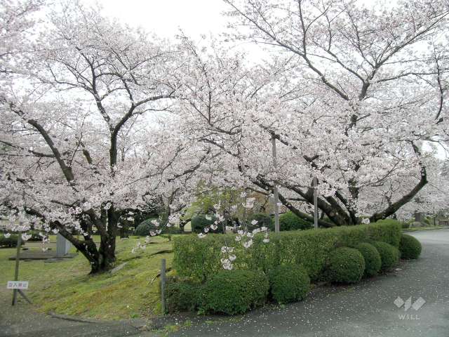 越水浄水場（さくらの通り抜け）3