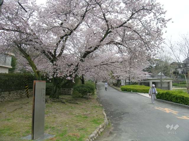 越水浄水場（さくらの通り抜け）5