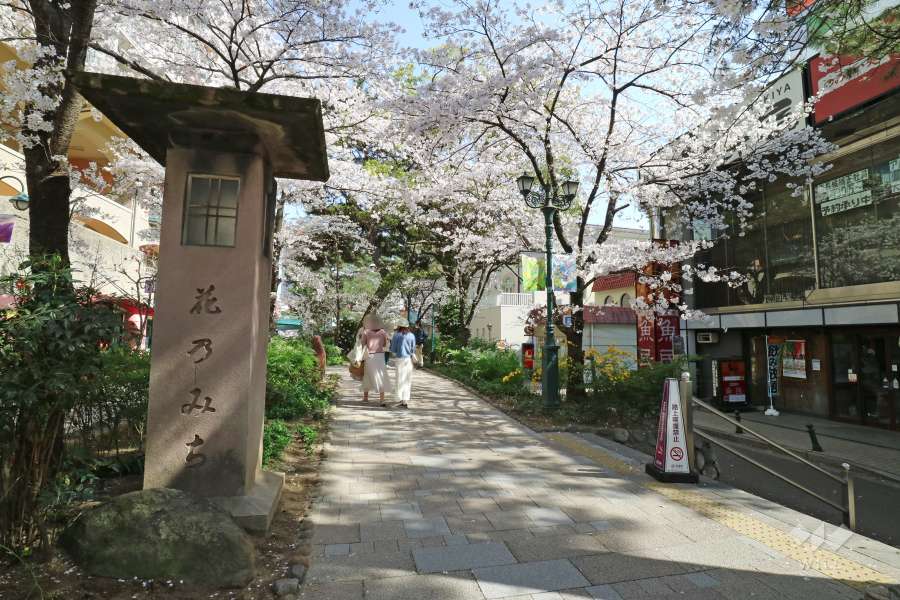 花のみち1