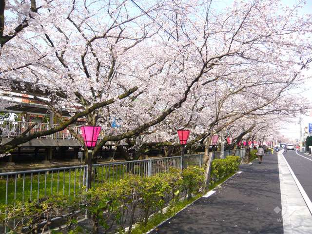 「武庫之荘」駅前の桜並木1