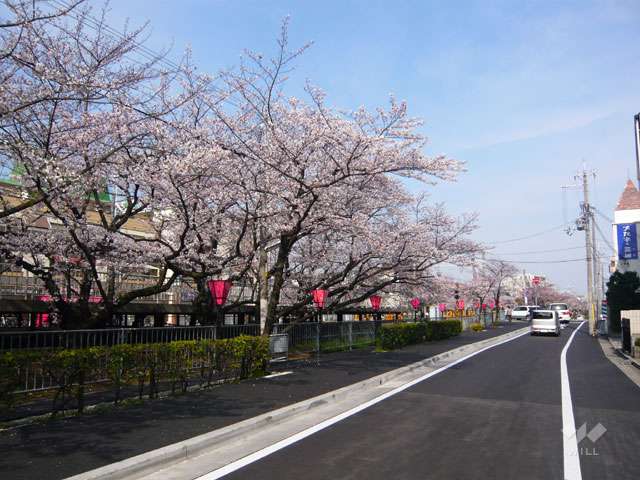 「武庫之荘」駅前の桜並木2