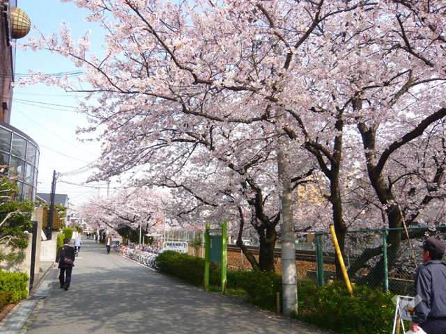 「武庫之荘」駅前の桜並木3