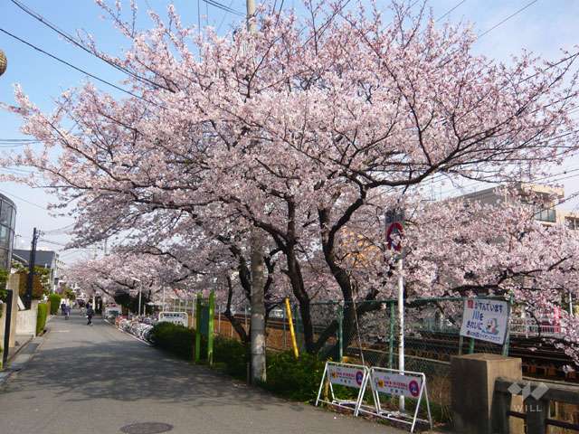 「武庫之荘」駅前の桜並木4