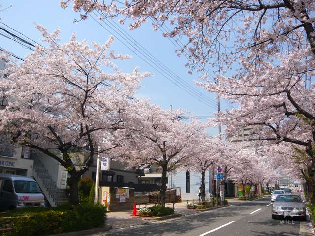 茶屋之町の桜並木1