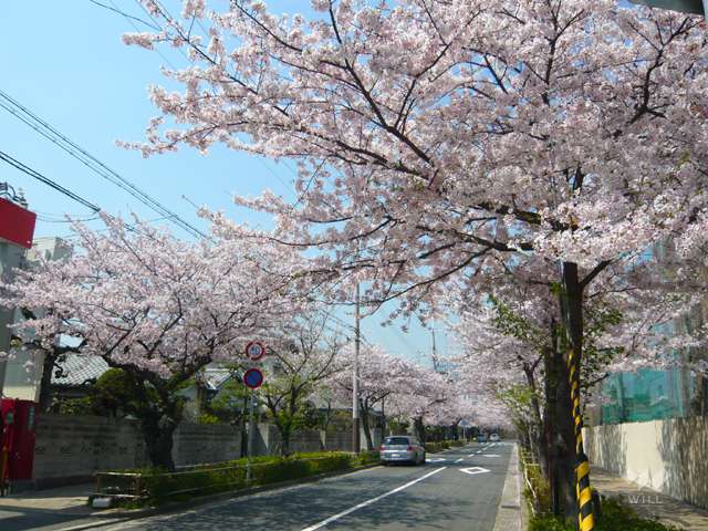 茶屋之町の桜並木2