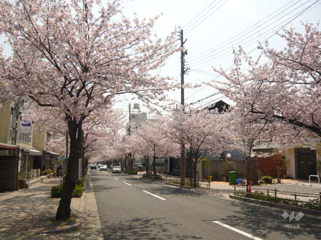 茶屋之町の桜並木3
