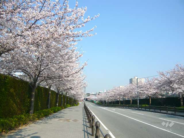 競馬場前の桜並木2