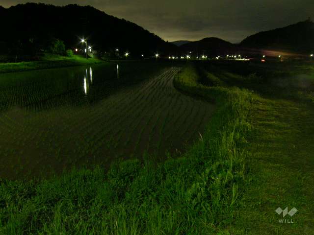 『阿古谷』の蛍3