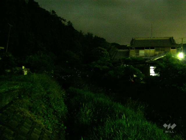 『阿古谷』の蛍4