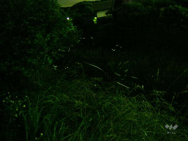 『阿古谷』の蛍5