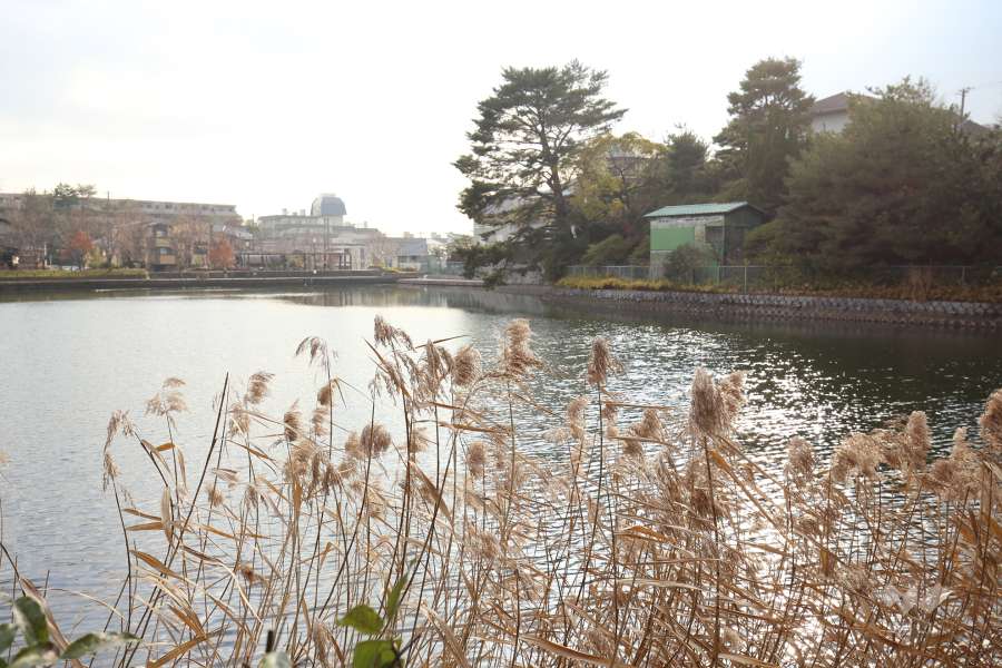 仲ノ池緑地公園6