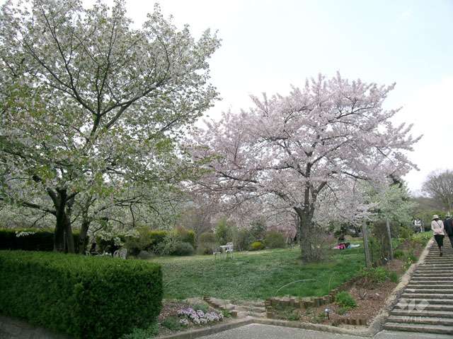 北山緑化植物園9