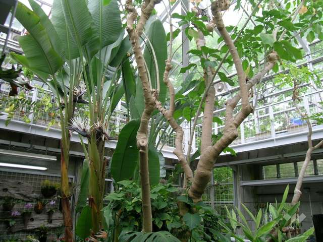 北山緑化植物園2