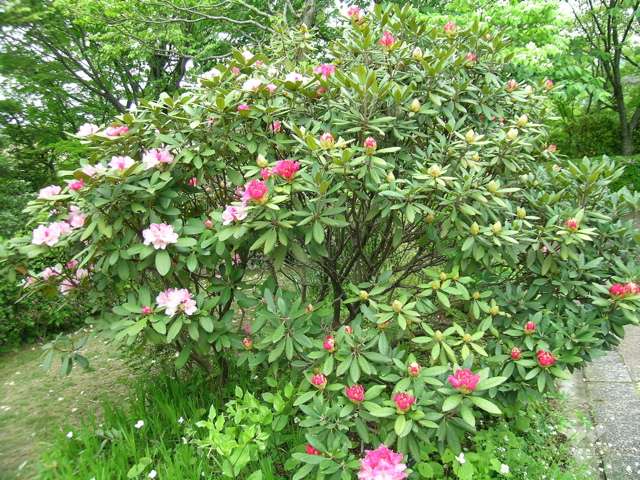 北山緑化植物園5