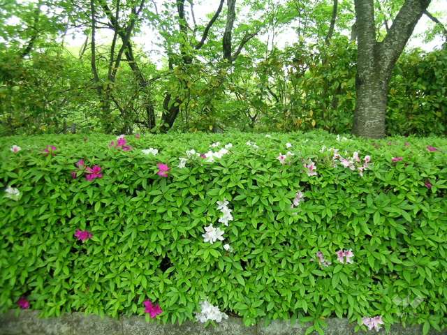 北山緑化植物園6