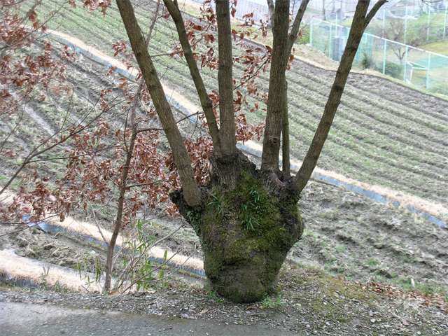 里山の景色が広がる黒川3
