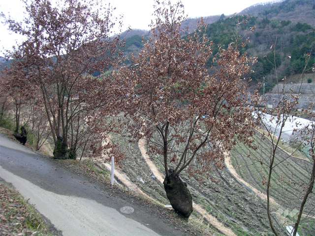 里山の景色が広がる黒川4
