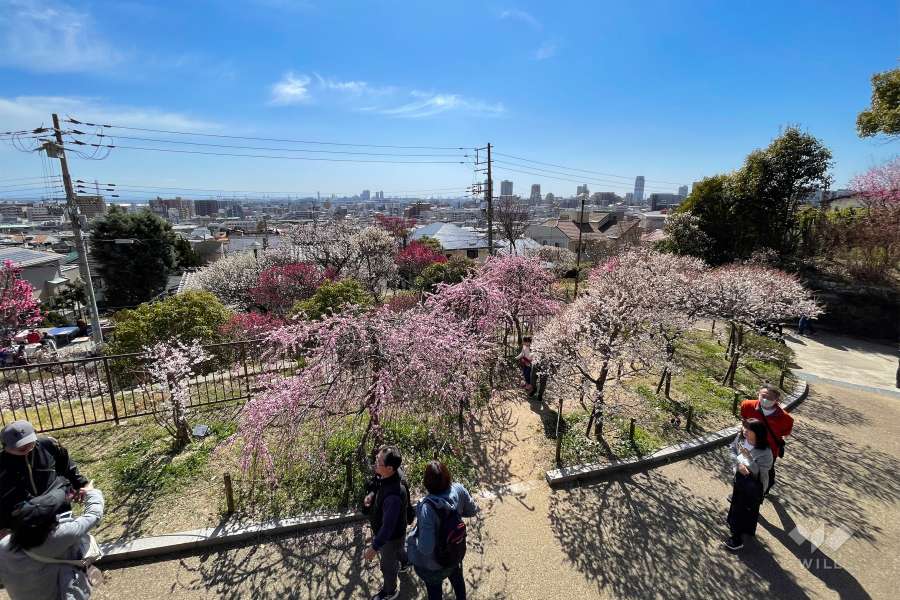 岡本梅林公園（岡本公園）1
