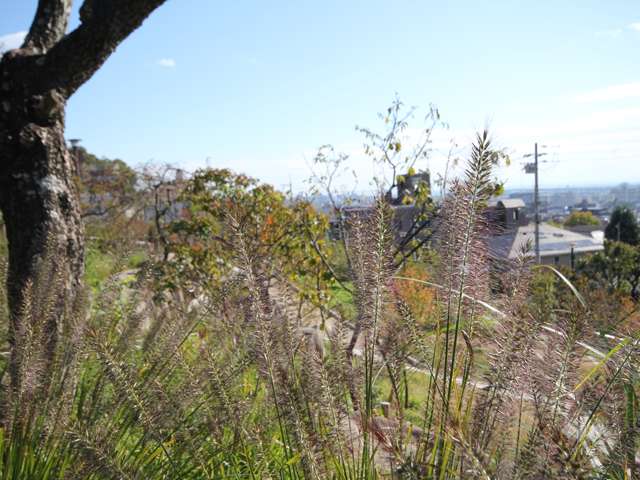 岡本梅林公園（岡本公園）8