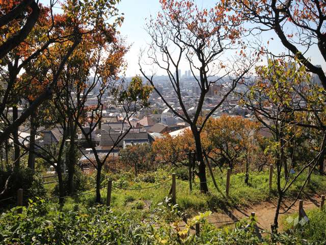 岡本梅林公園（岡本公園）11