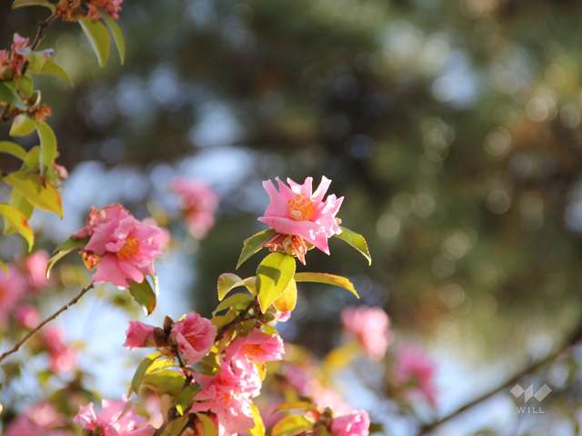 中之町公園7