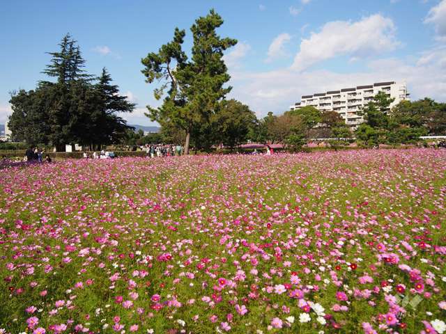 武庫川髭の渡しコスモス園1