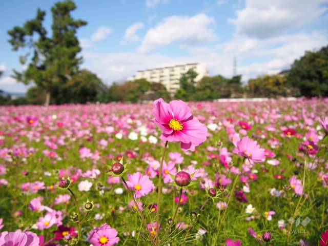 武庫川髭の渡しコスモス園2